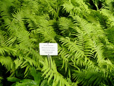 Matteuccia struthiopteris - Botanical Garden in Kaisaniemi, Helsinki - DSC03760