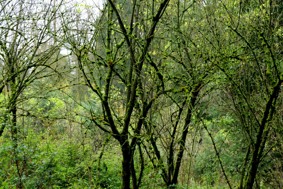 Maulbach forest 2020-10-08 49
