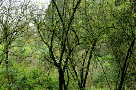 Maulbach forest 2020-10-08 49