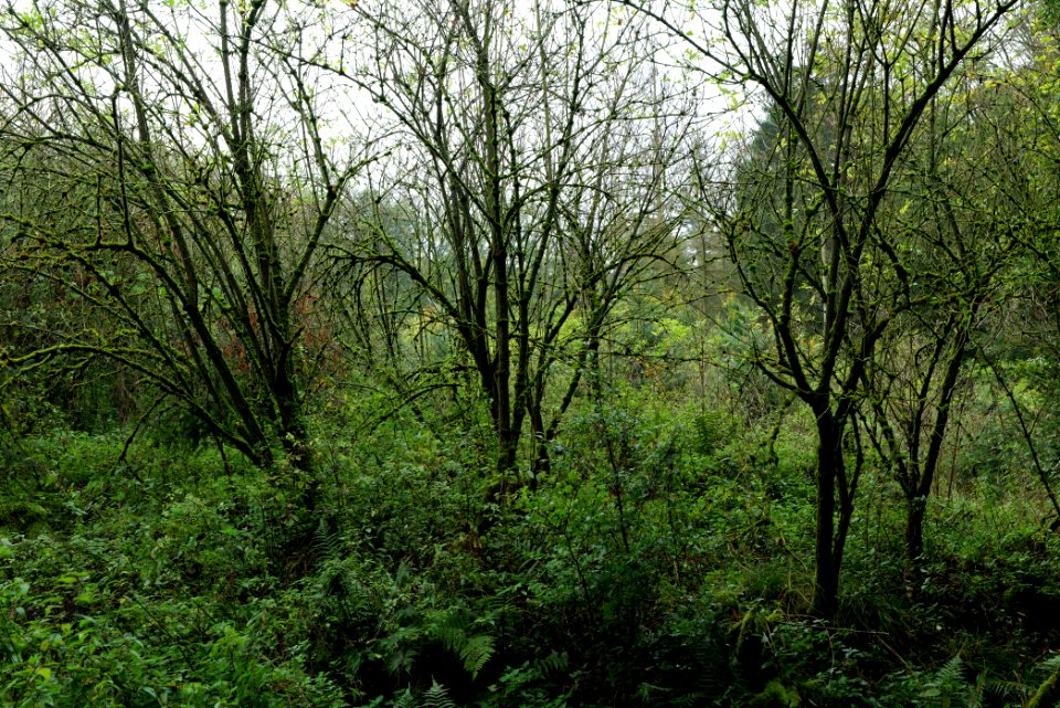Maulbach forest 2020-10-08 46