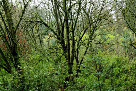 Maulbach forest 2020-10-08 45