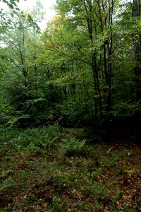 Maulbach forest 2020-10-08 26