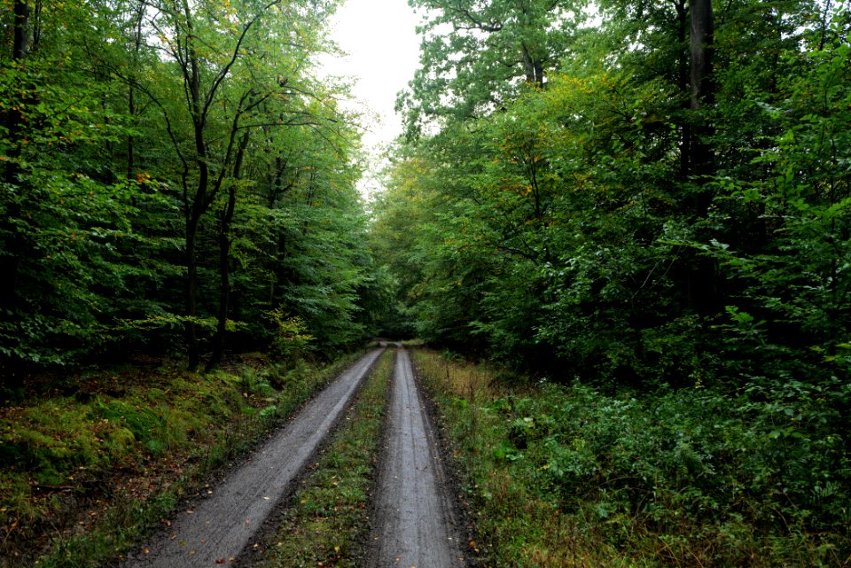 Maulbach forest 2020-10-08 20