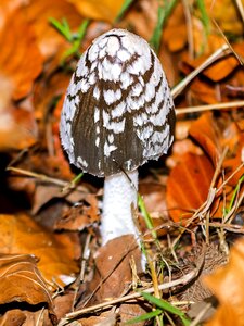 Nature forest autumn