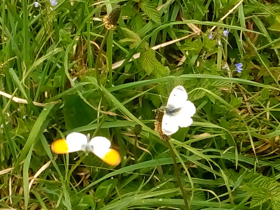 Mating Anthocharis cardamines