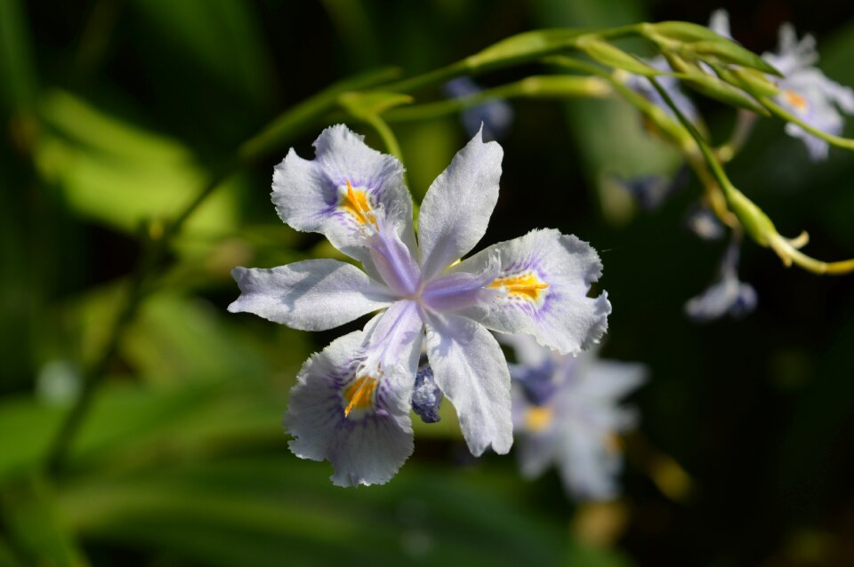 Garden purple flower violet