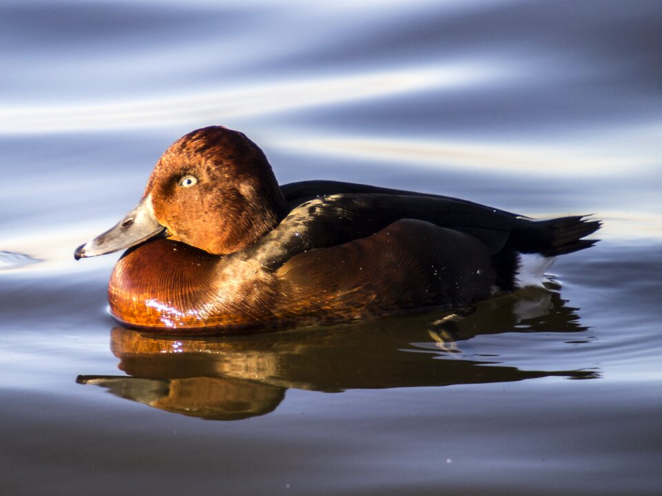 Water bird animal nature