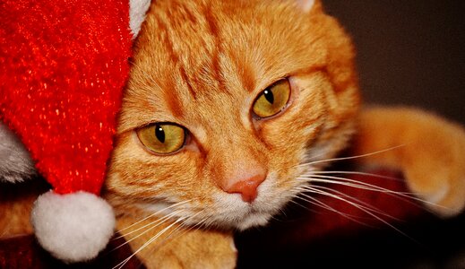 Santa hat funny cute