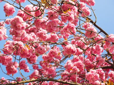 Blossom bloom japanese flowering cherry photo