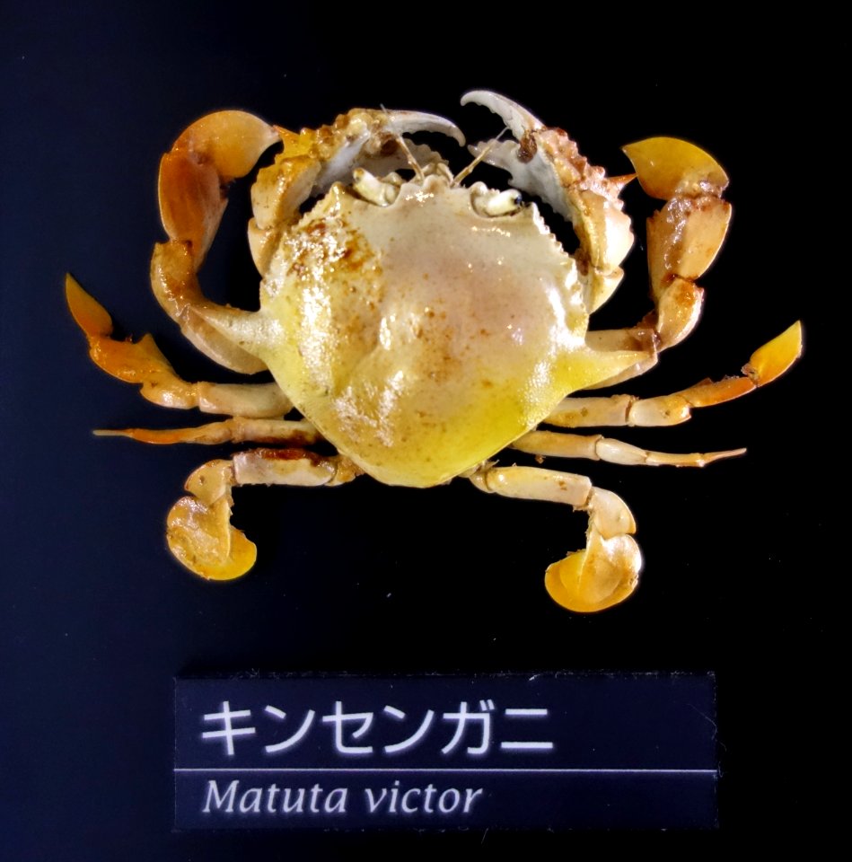Matuta victor - National Museum of Nature and Science, Tokyo - DSC06764