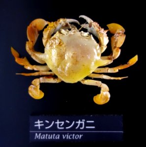 Matuta victor - National Museum of Nature and Science, Tokyo - DSC06764