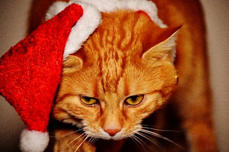 Santa hat funny cute