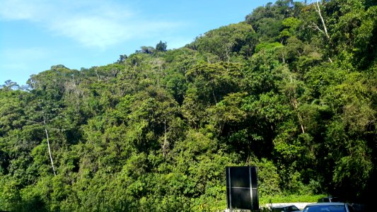 Mata Atlântica Ao redor da R. Oswaldo Cruz 2