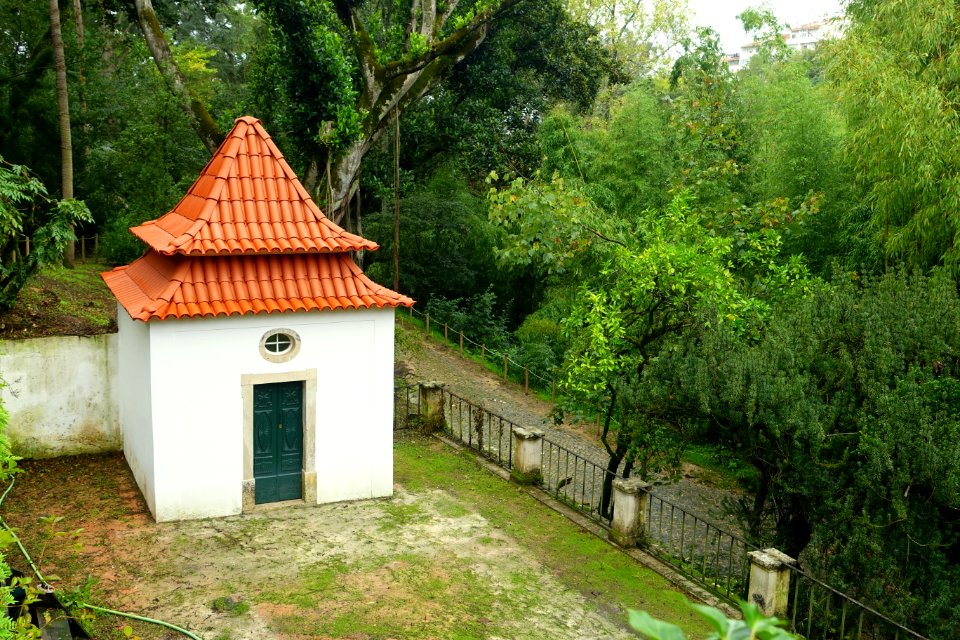 Mata - Jardim Botânico da Universidade de Coimbra - Coimbra, Portugal - DSC08936