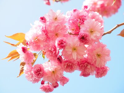 Blossom bloom japanese flowering cherry photo