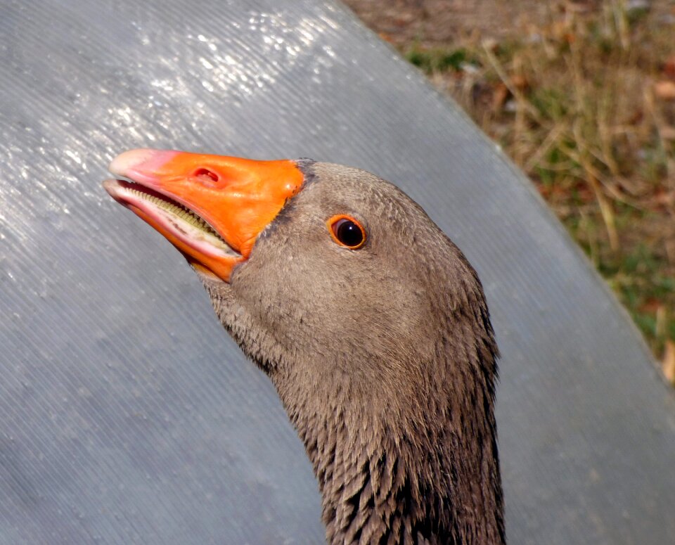 Volatile beak plumage