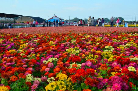 Zte ridge stinky ju sea of flowers