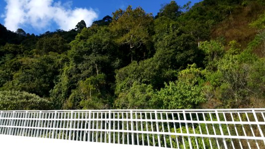 Mata Atlântica ao redor da Ponte Gavião Gonzaga (SP-123), Campos do Jordão photo