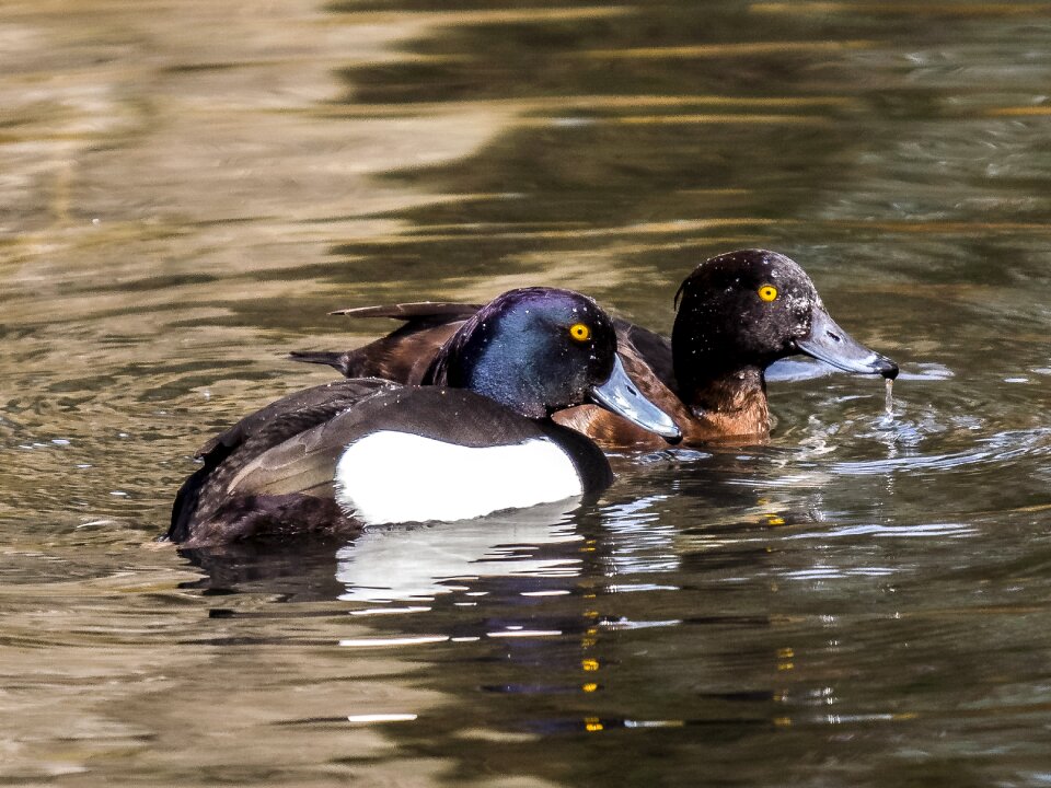 Bird nature animal
