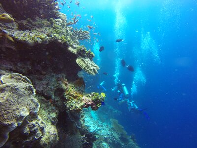 Diver coral reef photo