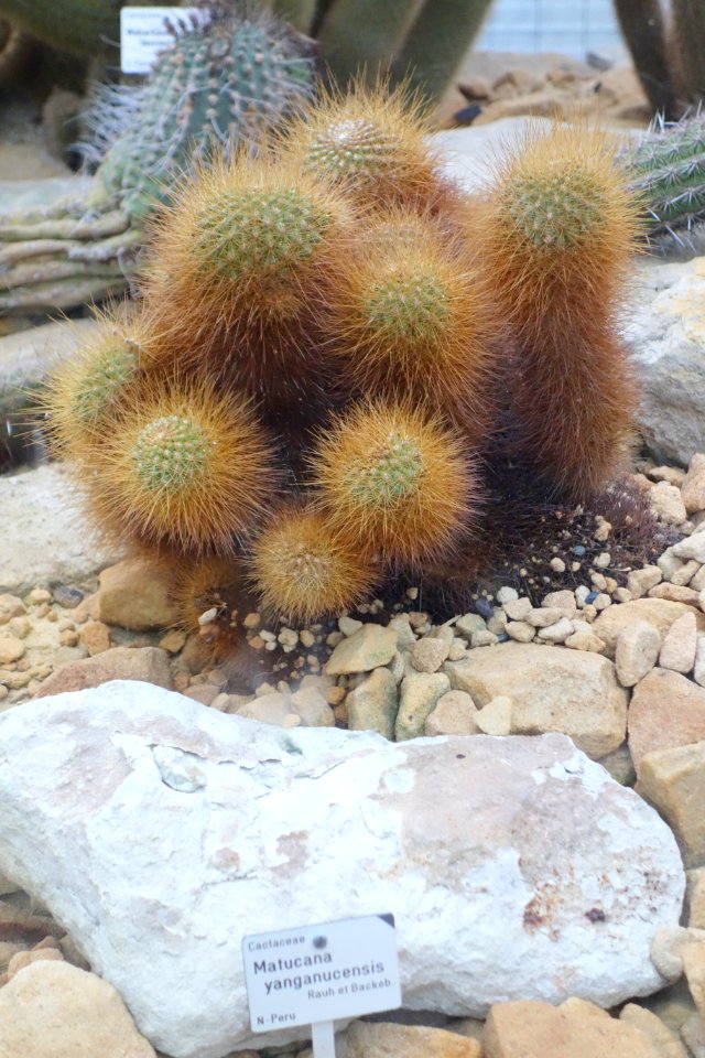 Matucana blancii (Matucana yanganucensis) - Botanischer Garten, Dresden, Germany - DSC08838