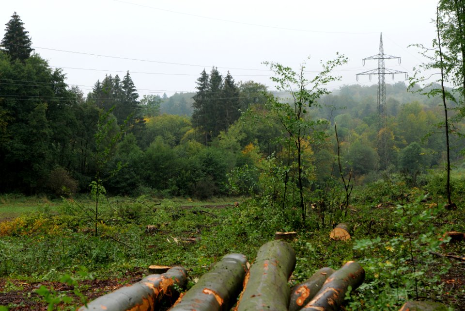 Maulbach forest after tree cuttings 2020-10-08 37