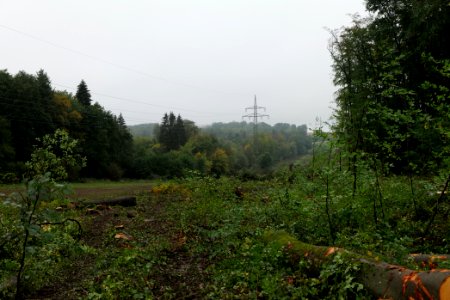 Maulbach forest after tree cuttings 2020-10-08 38