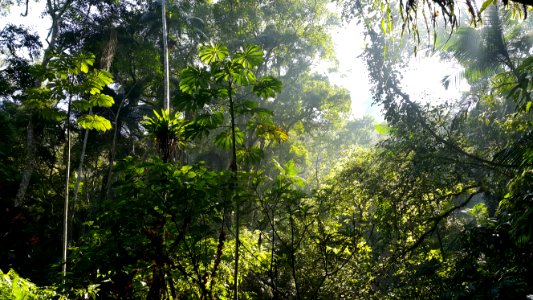 Mata Atlântica no Parque Natural Municipal do Trabiju