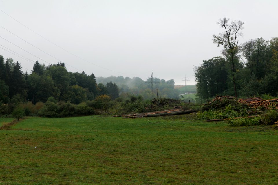 Maulbach forest after tree cuttings 2020-10-08 52