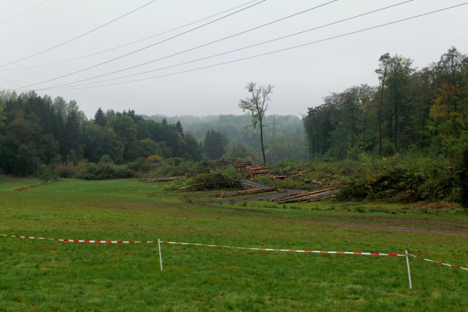 Maulbach forest after tree cuttings 2020-10-08 61