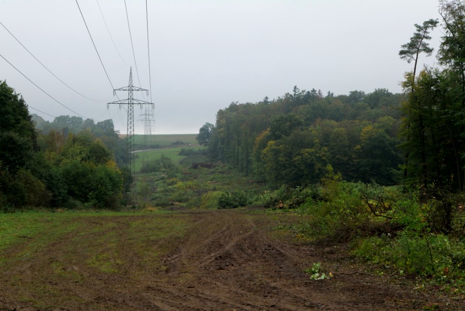 Maulbach forest after tree cuttings 2020-10-08 47