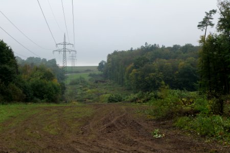 Maulbach forest after tree cuttings 2020-10-08 47