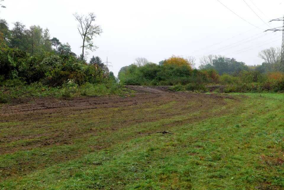 Maulbach forest after tree cuttings 2020-10-08 96