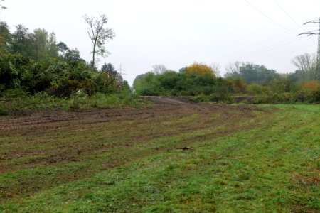 Maulbach forest after tree cuttings 2020-10-08 96