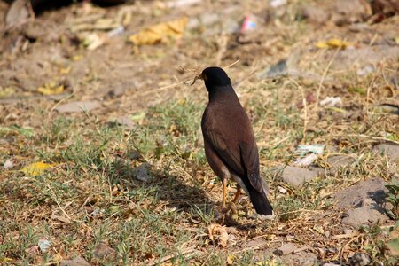 India nature pigeon photo