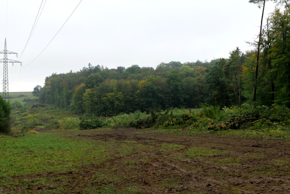 Maulbach forest after tree cuttings 2020-10-08 91