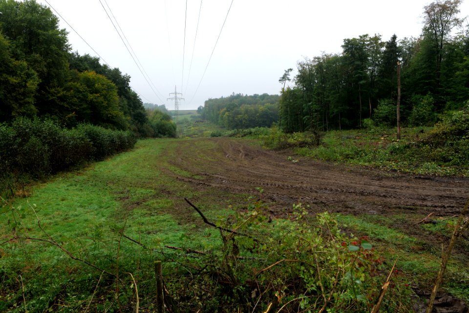 Maulbach forest after tree cuttings 2020-10-08 41