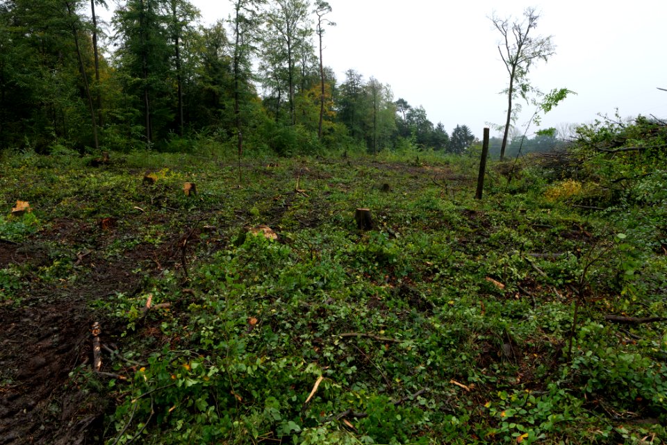 Maulbach forest after tree cuttings 2020-10-08 40