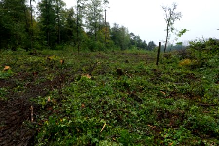 Maulbach forest after tree cuttings 2020-10-08 40