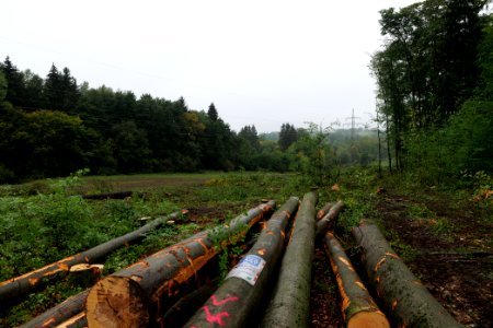 Maulbach forest after tree cuttings 2020-10-08 33