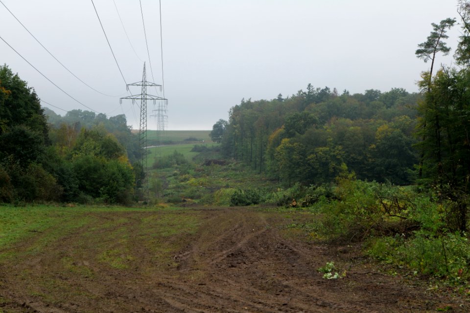Maulbach forest after tree cuttings 2020-10-08 46