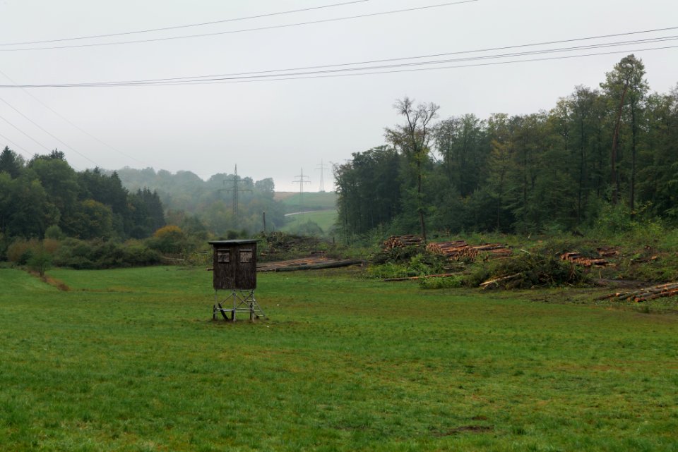 Maulbach forest after tree cuttings 2020-10-08 54