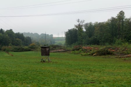 Maulbach forest after tree cuttings 2020-10-08 54
