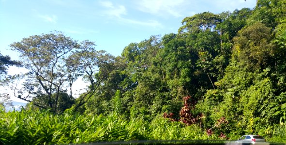 Mata Atlântica Ao redor da R. Oswaldo Cruz 1