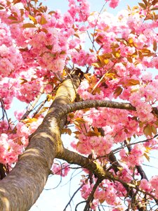 Cherry blossom japanese cherry smell