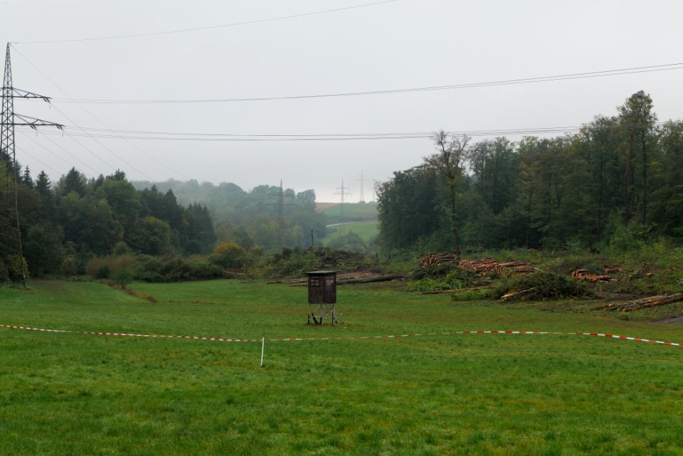 Maulbach forest after tree cuttings 2020-10-08 59