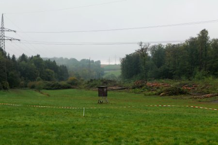 Maulbach forest after tree cuttings 2020-10-08 59