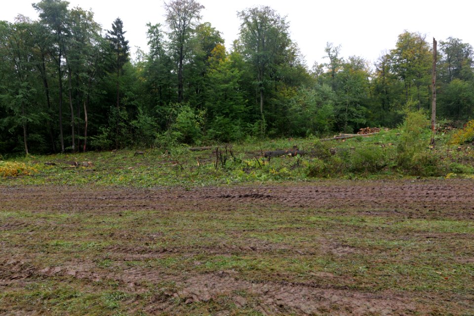Maulbach forest after tree cuttings 2020-10-08 98