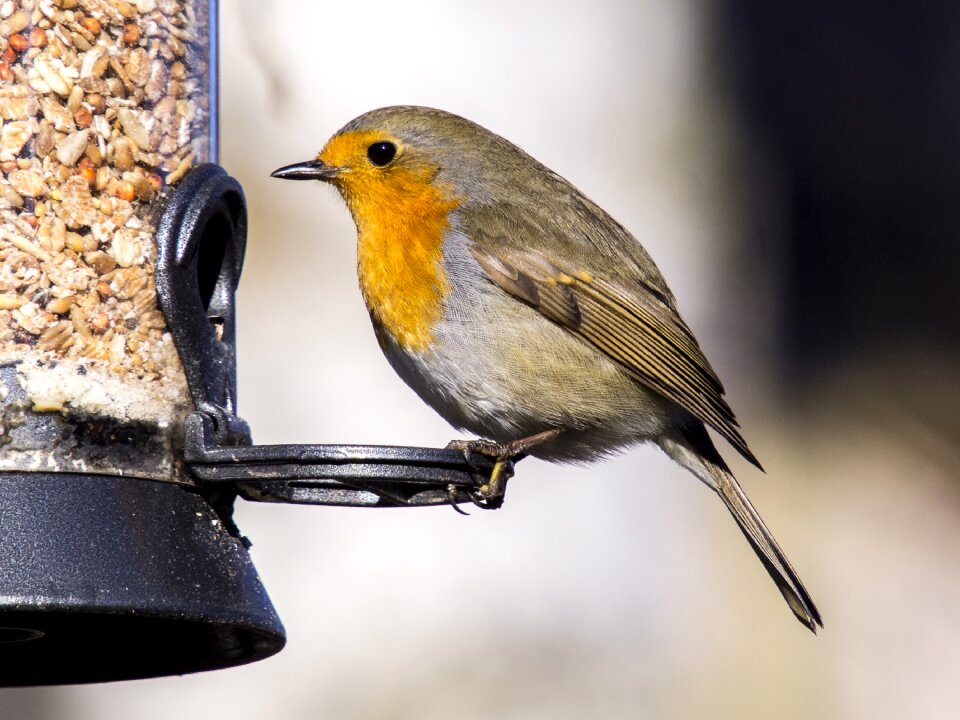 Nature animal garden bird