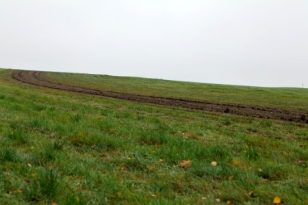 Maulbach forest after tree cuttings 2020-10-08 70